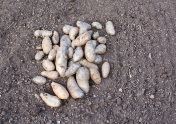 花园10月在瑞典斯德哥尔摩收获春季的种子土豆节分支图片