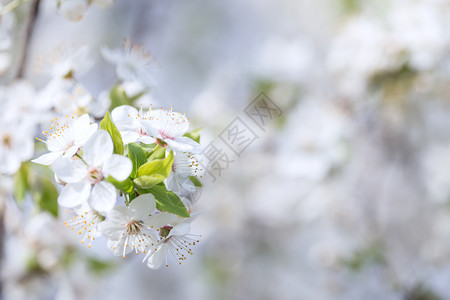 阳光保护背景与苹果树枝白色去除选择焦点背景与苹果树枝白色水图片