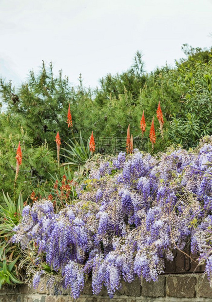 紫藤沙地尼亚岛的西里和阿罗花岛上的维斯特西亚花朵和aloevera花草自然粉色的图片