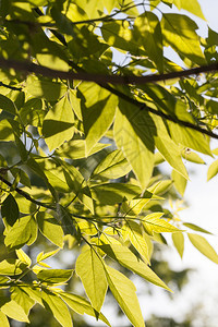 明亮的绿色叶子春季在树上透明木丛封装植物群自然生态图片
