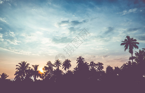 黄色的筛选自然泰国椰子树热带日落场景等古老过滤器环影景观图片
