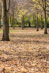 草十月地面公园秋树上黄色叶子的地毯图片