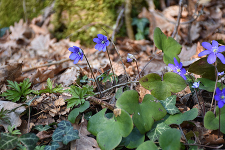 肝叶地面森林美丽的春天地与蓝色葵图片