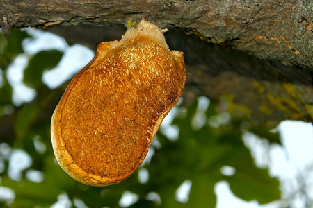 分支在旧树枝上生长的蘑菇楼斑橙图片