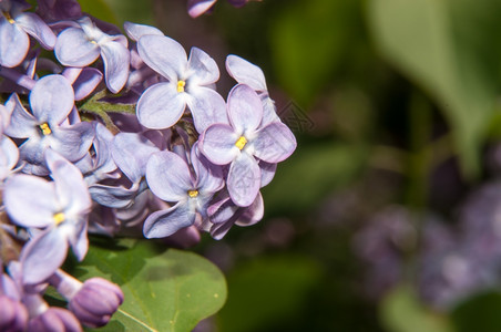 花园香属于Oleaceae家族的灌木林lilacgenus开花图片