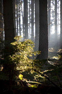 辉光阳照亮了绿林的黑暗阴树苔藓白色的图片