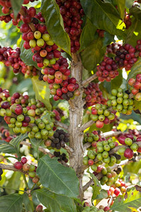 咖啡因植物贸易种农园树上的封闭型咖啡背景图片