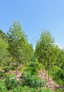 农田环境木薯和桉树种植园行叶子图片素材