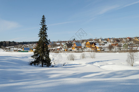 景观俄罗斯弗拉基米尔地区一个小村庄背景的雪田中单一fir树俄罗斯弗拉基米尔地区冷杉圣诞节图片