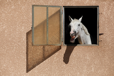 鬃毛户外运动在马棚带着头领笑的白马图片