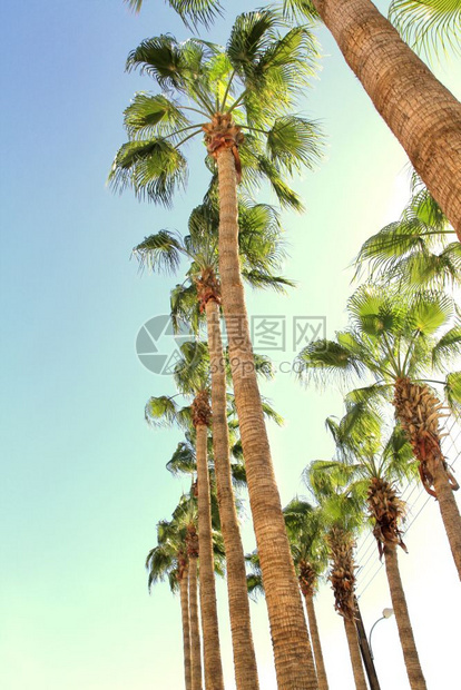 太阳夏天清蓝空背景的棕榈娱乐图片