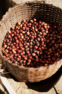 农业篮子里新鲜的阿拉伯咖啡浆行业红色的图片