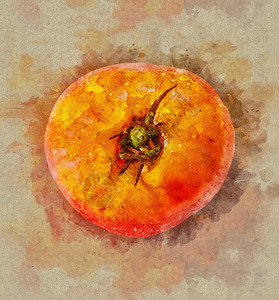 以彩色背景隔离的水彩番茄花园艺术品绘画图片