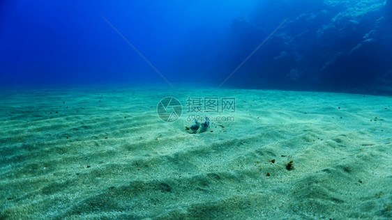 双鱼共舞旅行礁蓝色的图片