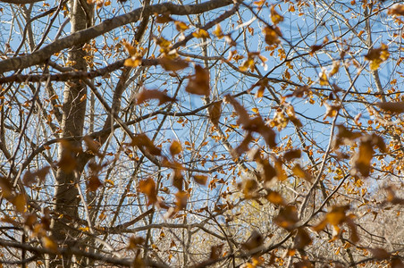 天空蓝的秋树上叶子植物群绿色图片