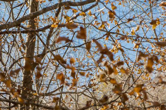 生活林地蓝天的秋树上叶子美丽图片