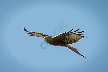 翅膀观鸟手表红基特Milvus在英格兰南部上空飞行图片