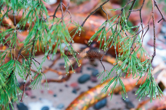 松树户外冷杉枝上的雨滴后冷杉树枝雨后的冷杉树枝上的雨滴植物群图片