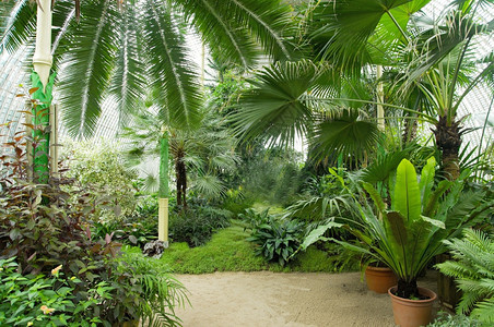 捷克莱德尼切城堡的大棕榈温室有外来的树木棕榈和鲜花温室中有旅游路线莱德尼采花园热带图片