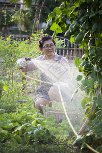 植物40多岁闲暇家庭花园中为有机蔬菜浇水的亚洲妇女图片