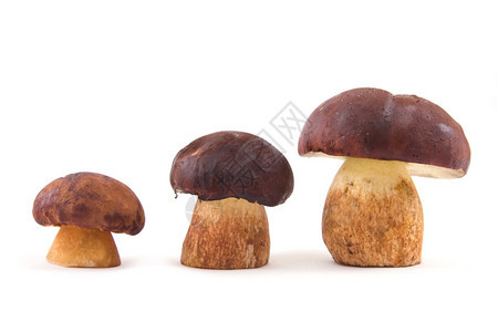 菌吃三种蘑菇在白色背景的孤立生长中被隔离帽图片