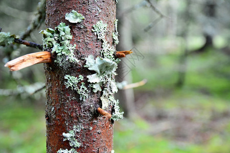 绿色树干关上皮长着地衣菌类棕色的图片