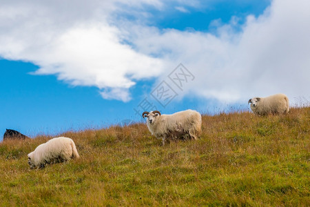 草原上的羊图片