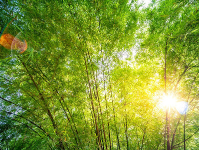 亚洲竹林有阳光和耀斑禅新鲜的分支图片