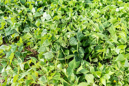 农业夏季在百草枯园种植绿豆户外庄稼图片