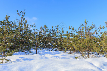 种植园冬季森林中的青绿树圣诞节季图片