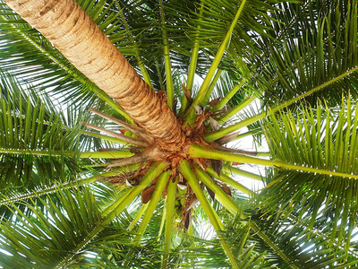 夏天棕榈树背景热带风叶木图片