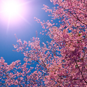 上海樱花节图片