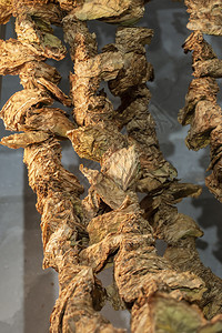 有机的烟叶干枯用一根绳子勾上木林衣架以烘干烟草加工的常规方式雪茄农业图片
