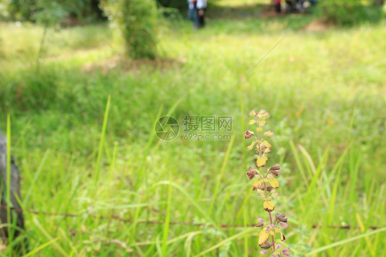 植物野花草地春天图片