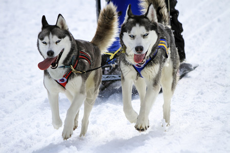 自然赛速中的两只雪橇狗瑞士摩斯速度小狗图片