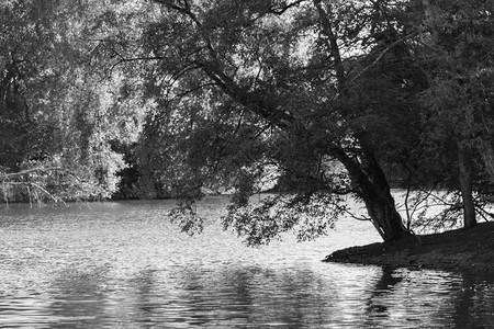森林曼彻斯特希顿公园湖岸的一棵黑白树木上高的堕落图片