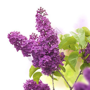 春天的花朵页面边界春季的紫色和绿花朵框架紫的园图片
