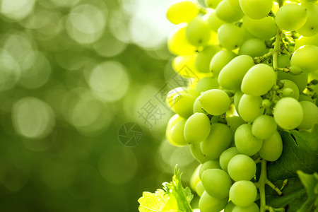绿色的葡萄图片