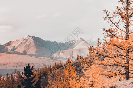 落叶松自然在阿尔泰的金秋天雪冠山脉背景上的黄领子色分枝公园图片