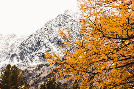 天空风景优美黄色的在阿尔泰金秋天雪冠山脉背景上的黄领子色分枝图片