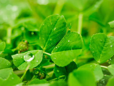 下雨的清晨水滴在三叶上艺术早晨草地图片