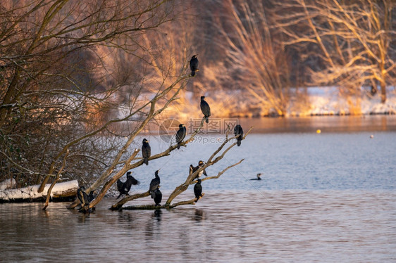 冬季Cormorants水中一根枝子上的若干火温剂复制明天图片