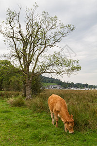 温德米尔旅游在联合王国坎布里亚Windermere湖的安布莱塞德农村牧牛风景图片
