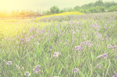 颜色美丽的花园紫朵白天气氛和空图片