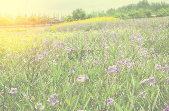 颜色美丽的花园紫朵白天气氛和空图片