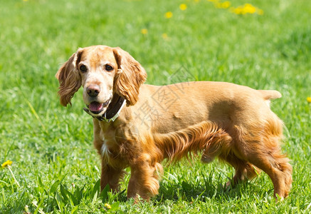 绿色草地上的鸡Spaniel可卡宠物狗图片