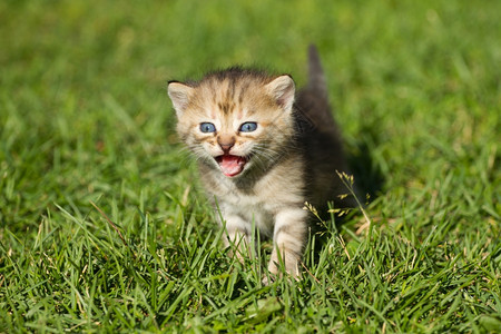 草地上的猫咪幼崽图片
