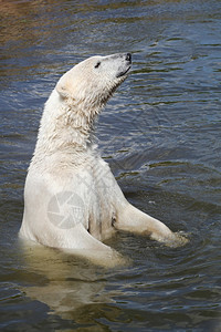 北极熊在水中海洋图片