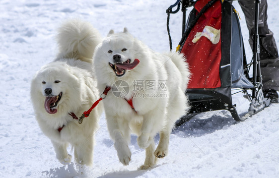 苔藓动物赛速中的两只小马雪橇狗瑞士摩斯犬类图片