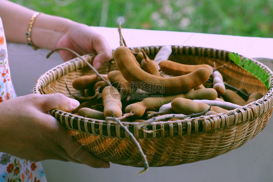 植物罗望子近身女人手握着一捆罗马林的玉米卷饼放在越南酸果子里在绿树本底的篮子中食物图片